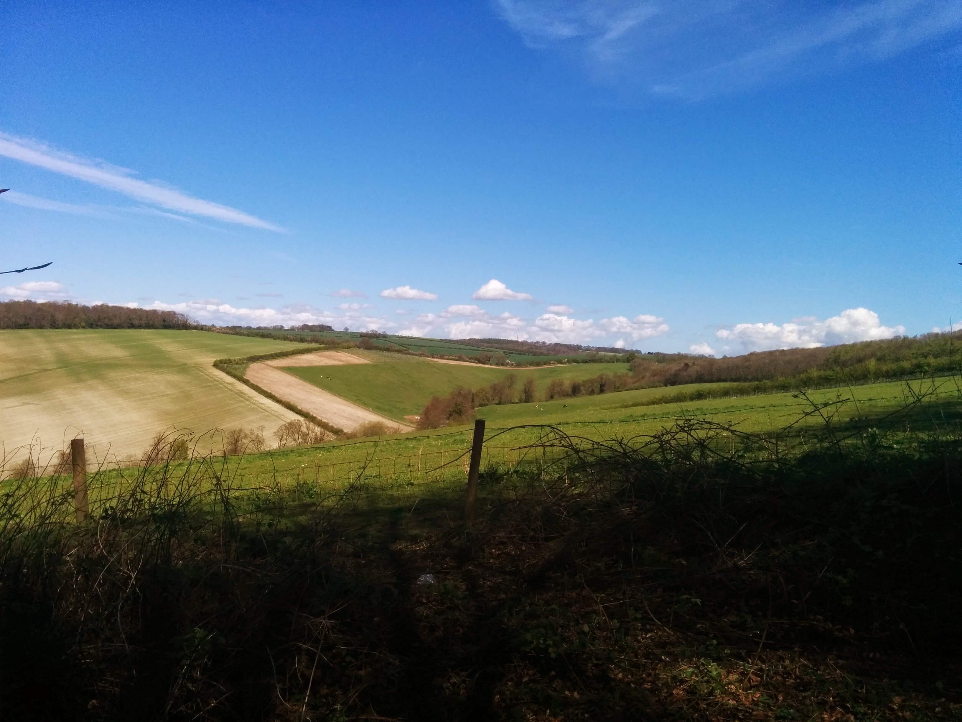Sunny rolling hills and woods